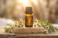 Chamomile Roman Essential Oil - 10ml